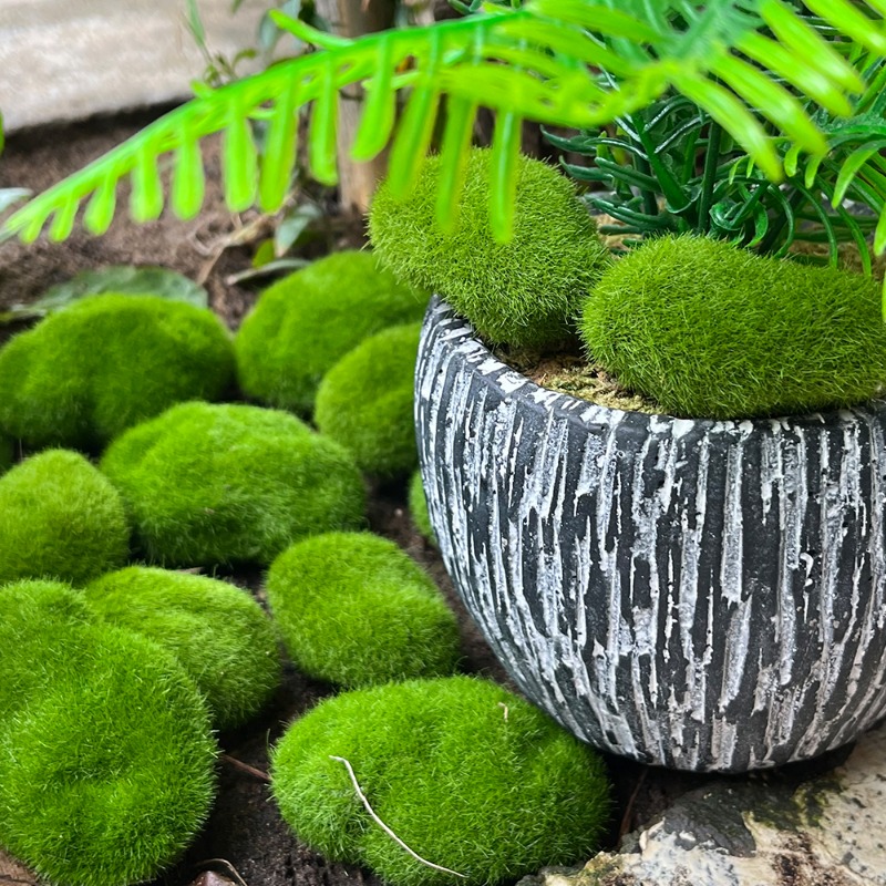 100/5 ชิ้น หินมอสประดิษฐ์ หินม - Sphagnum Moss Dry บทวิจารณ์และราคา