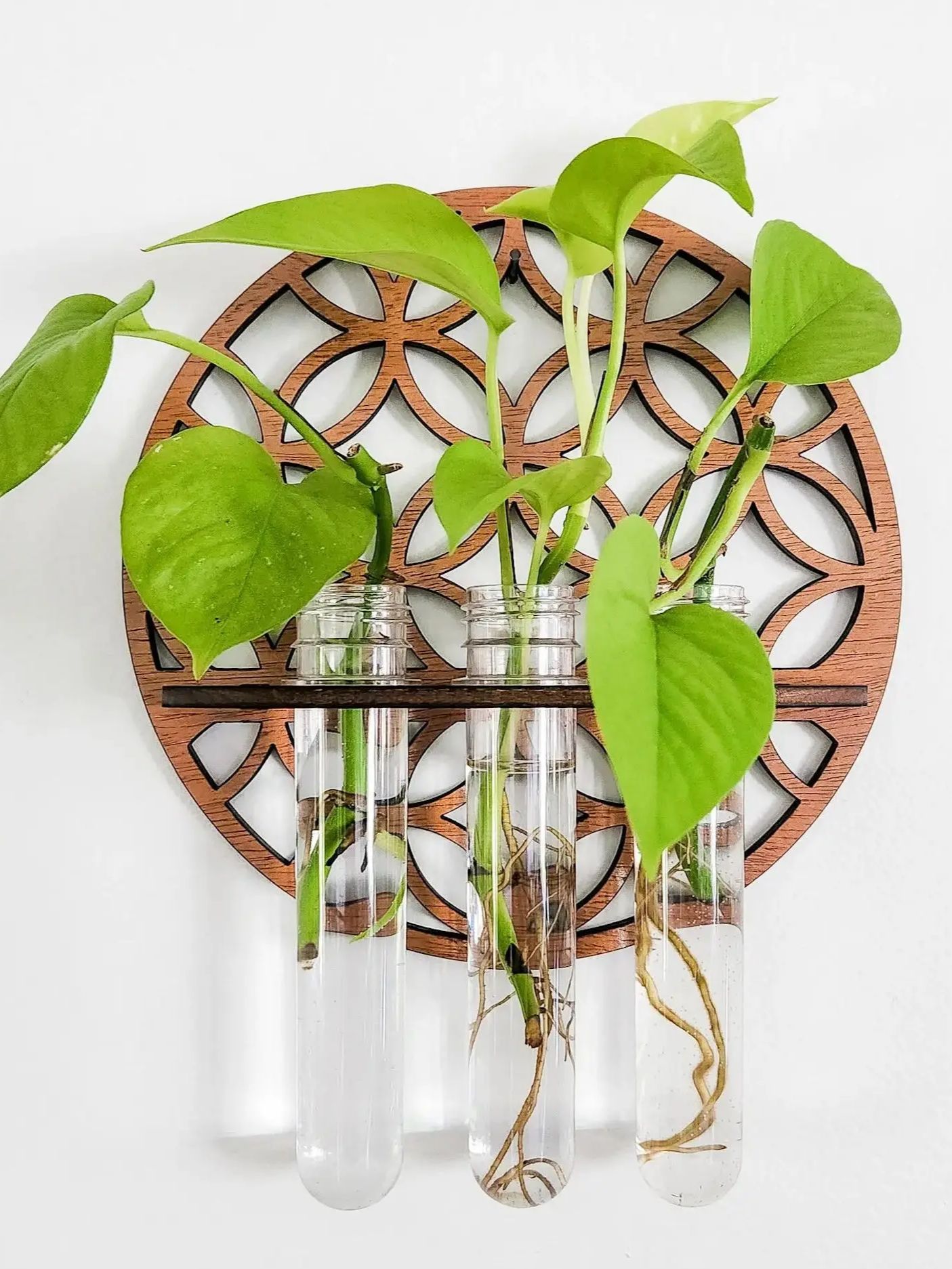 Garden Wall Planters ในร่มไม้ว - Propagation Station Vase บทวิจารณ์และราคา