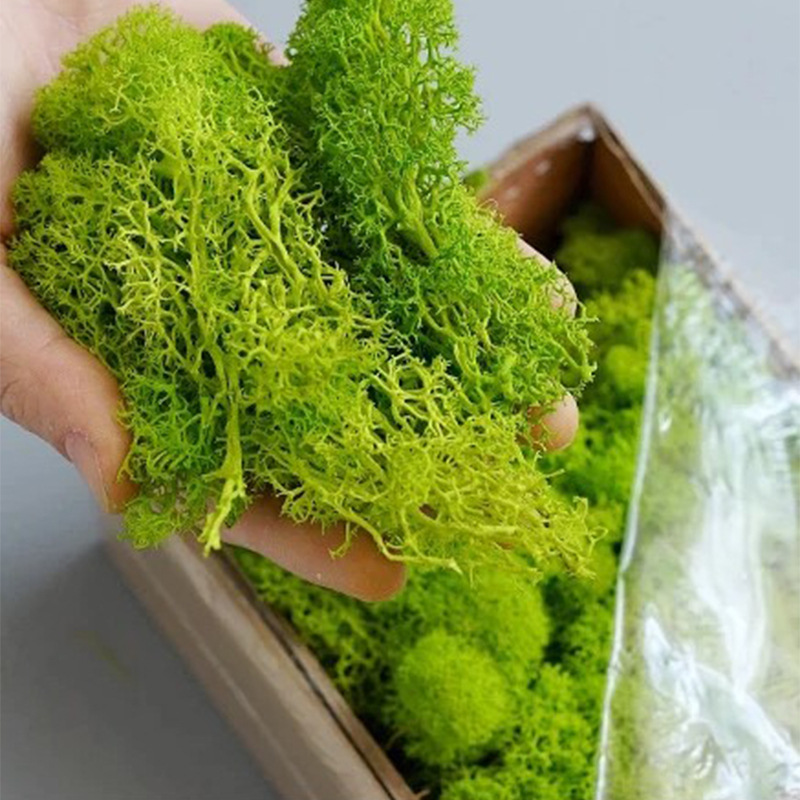 100/200/500 กรัม มอสอมตะ สำหรั - Sphagnum Moss Dry บทวิจารณ์และราคา